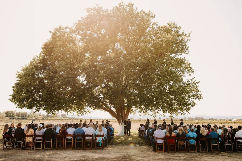 Ceremony Tree