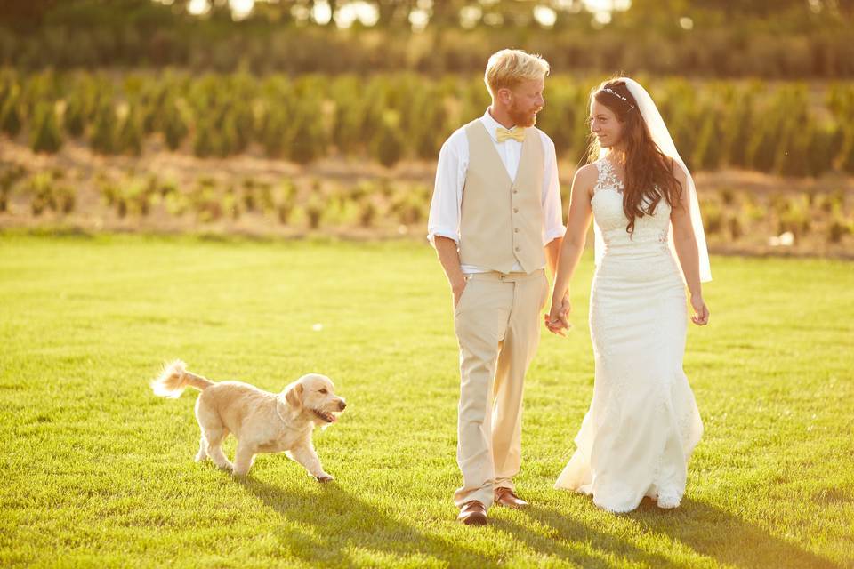 Dog bride groom