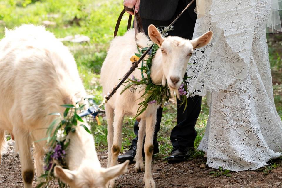 Couple with Flower Goats