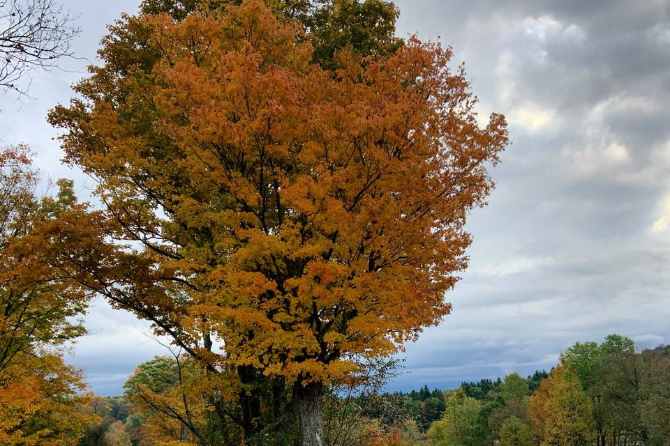 Road leading to the barn