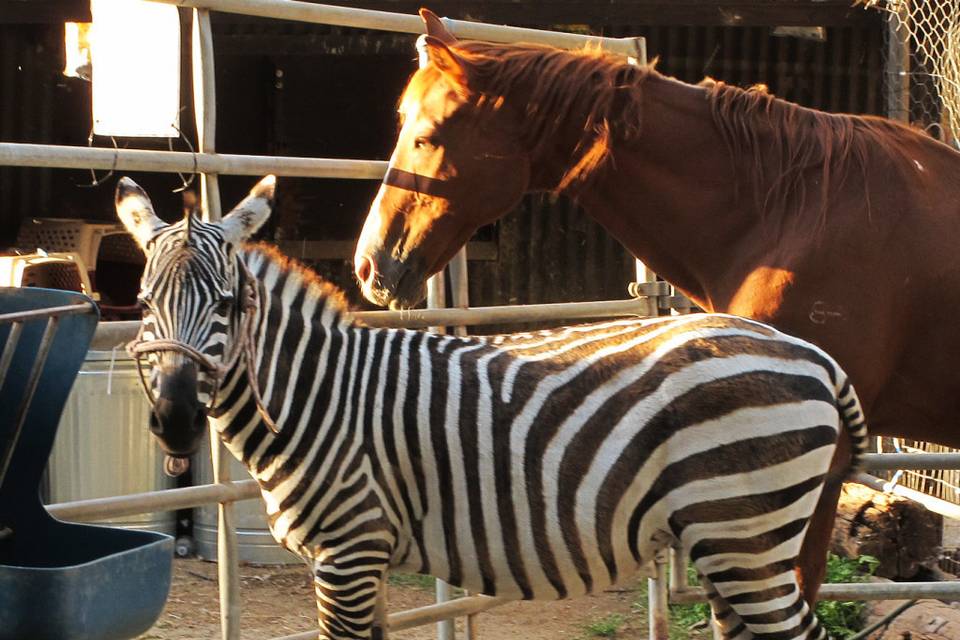 Zebra, horses, and donkey among the many animals we have