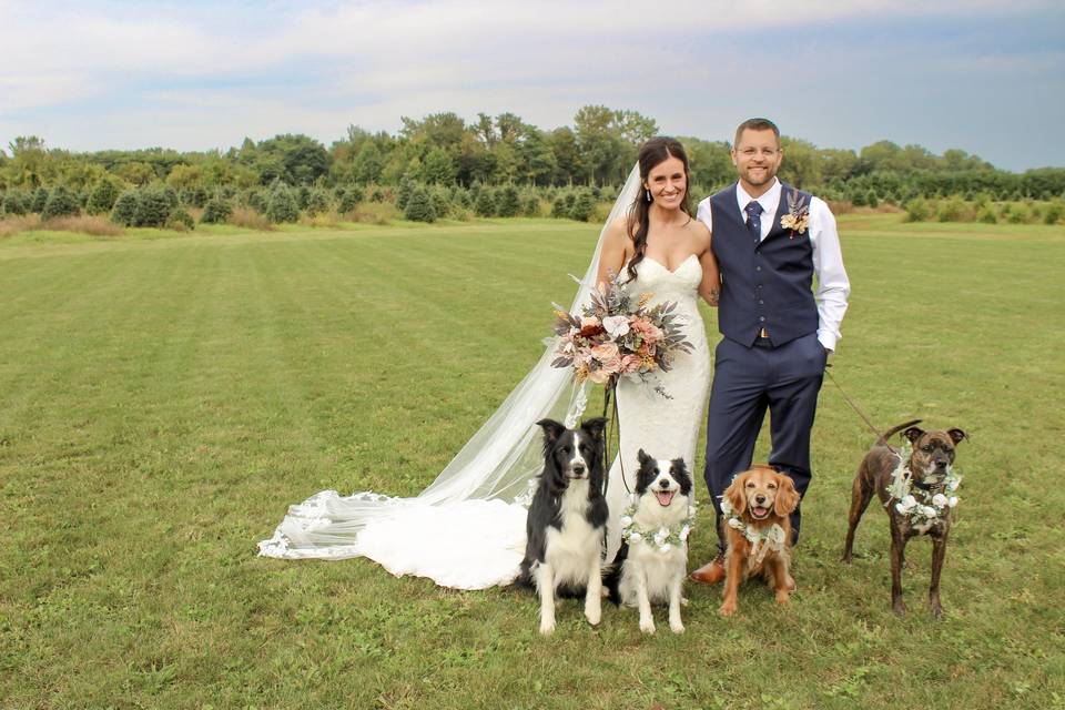 Dogs with bride & groom