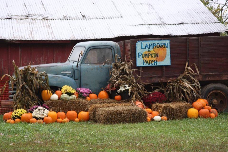 Pumpkin patch