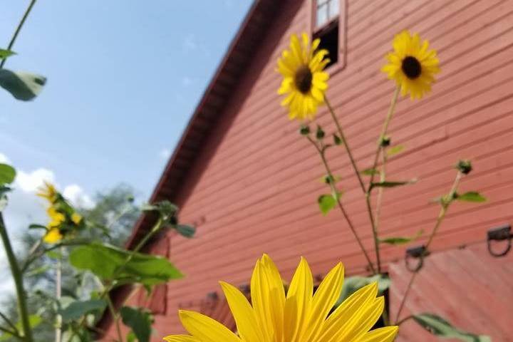 Cheery sunflowers