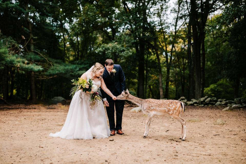 Deer wedding