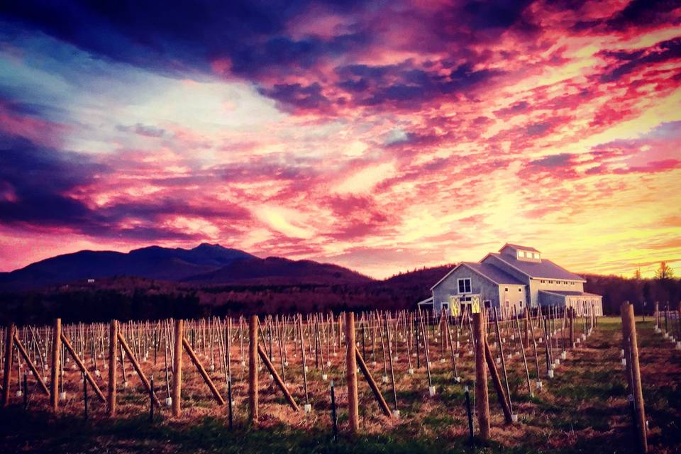 Barn,Vineyard,Mt Mansfield