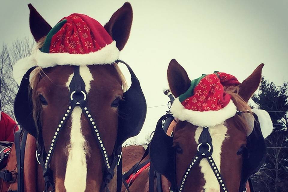 Winter Wedding Sleigh Ride