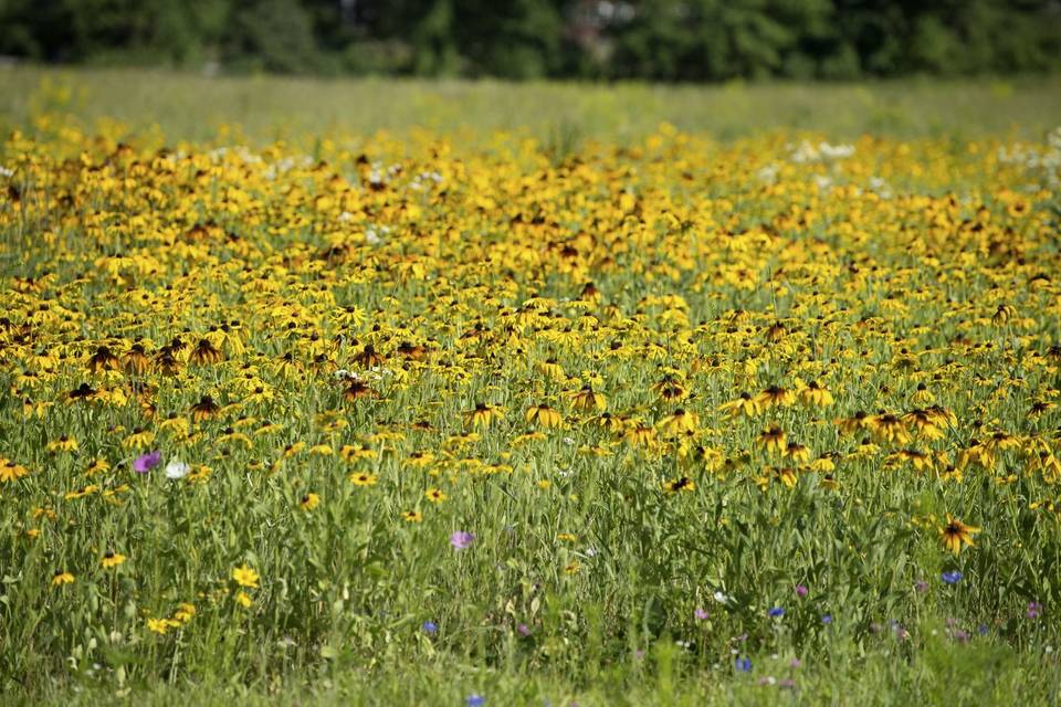 Wildflowers