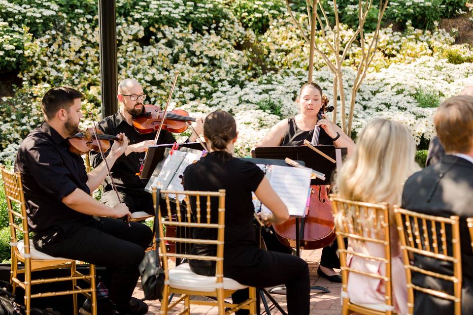 The quartet playing at a wedding