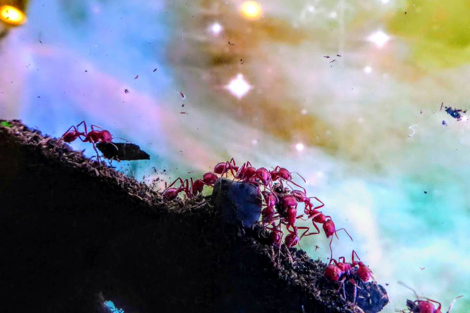 Living Ant Farms at Ant Life