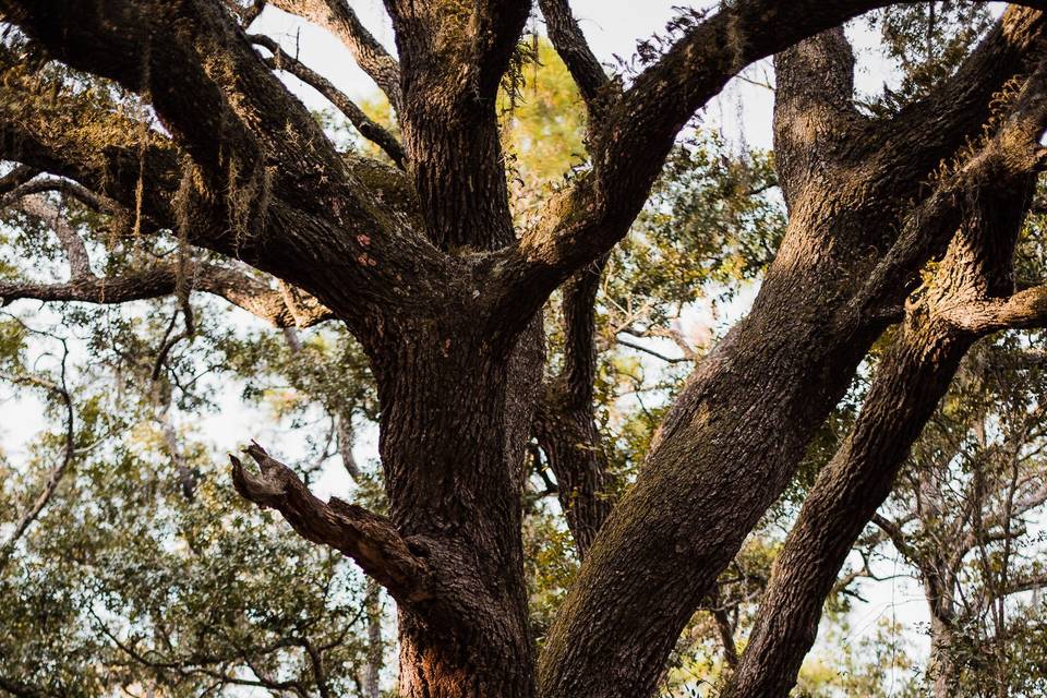 Married under a tree.