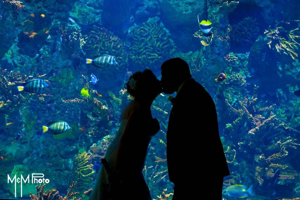 Couple's portrait Aquarium