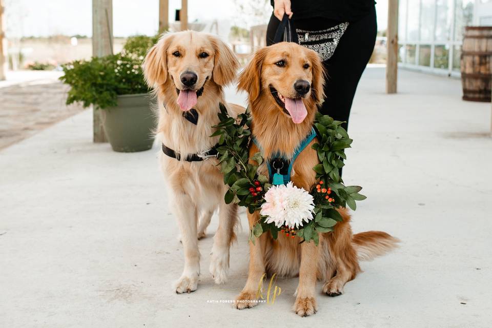 The best ring bearers