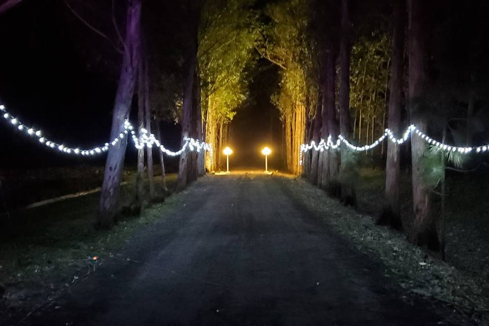 Eucalyptus Lane lighting