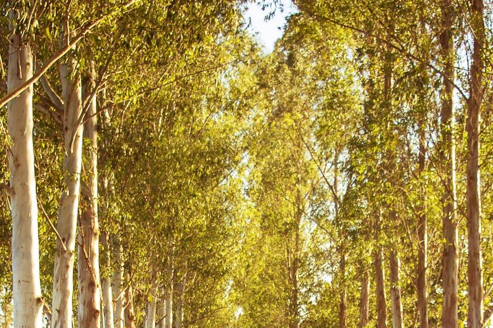 Eucalyptus Lane