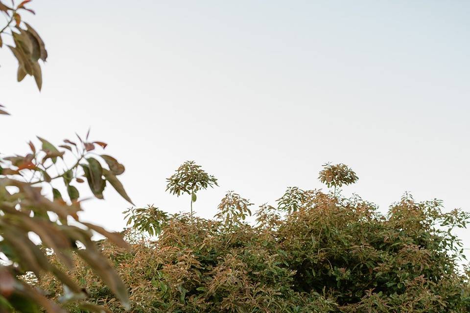 California Coastal Wedding