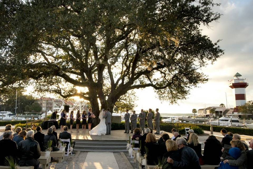 Liberty Oak Tree