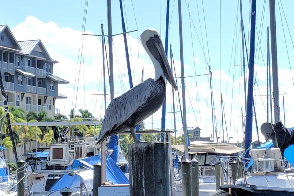 Pelican