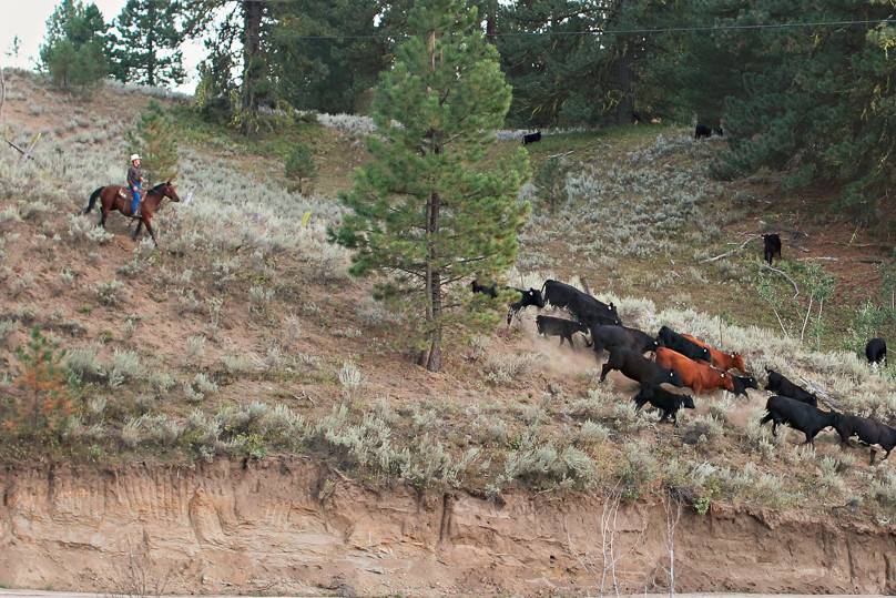 Idaho Guest Ranch - Lazy R Ranch