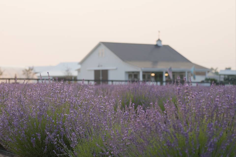 Brittingham Farms