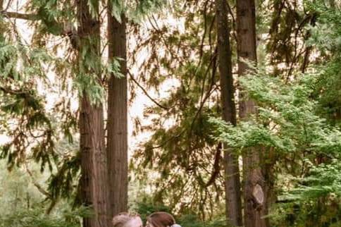 Under the redwoods