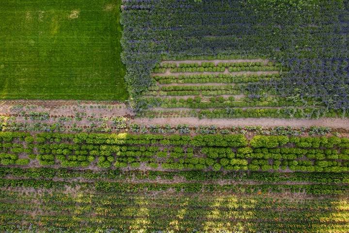 Main lawn & lavender field