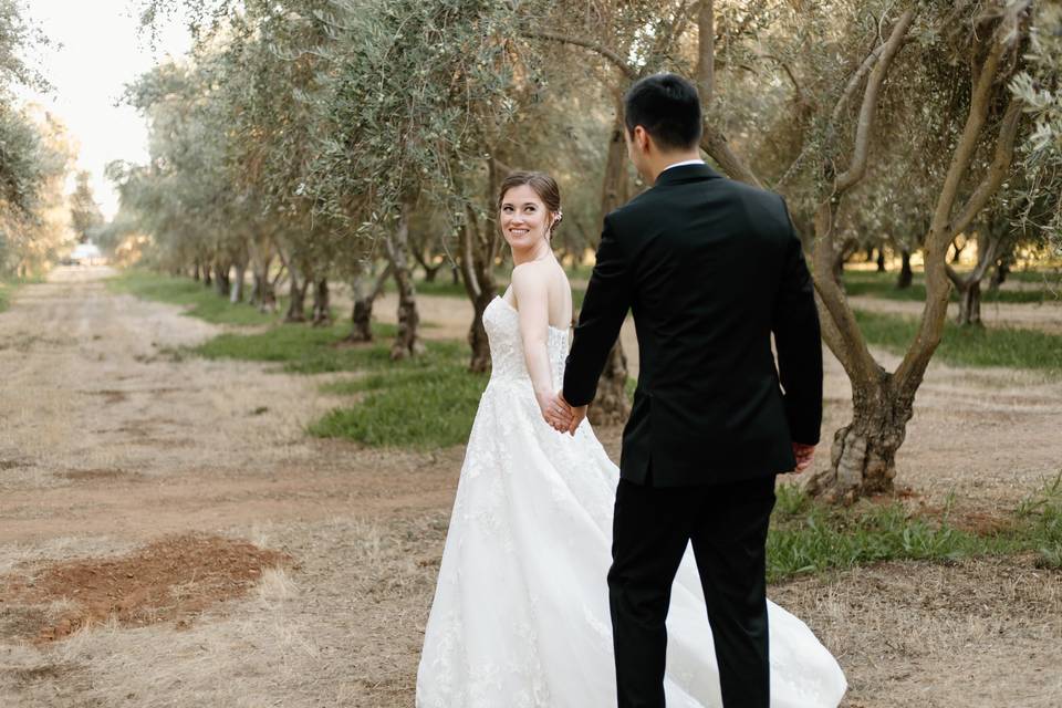 Olive groves golden hour