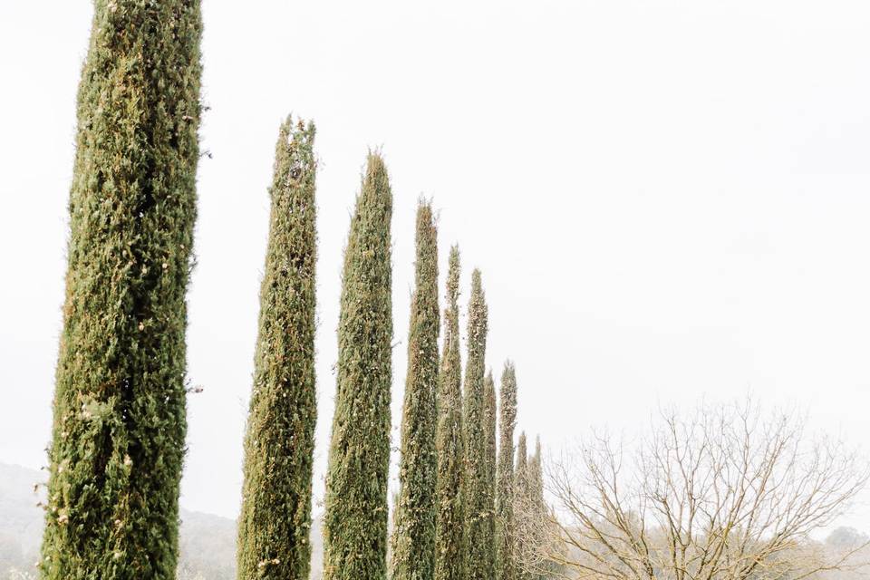 Cypress Aisle