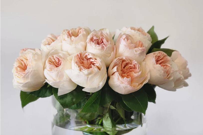 A Variety of Garden Roses