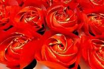 Rose cupcakes