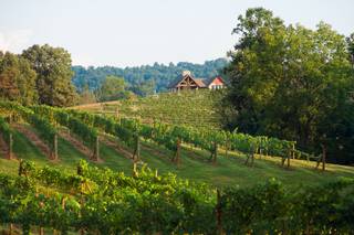 Addison Farms Vineyard