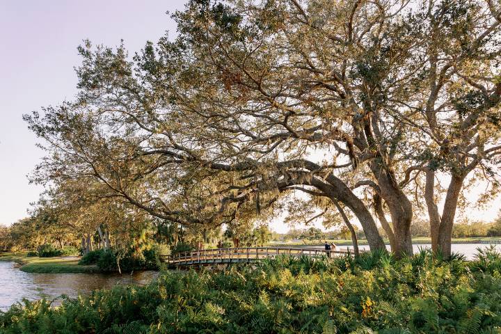 Tree/Bridge