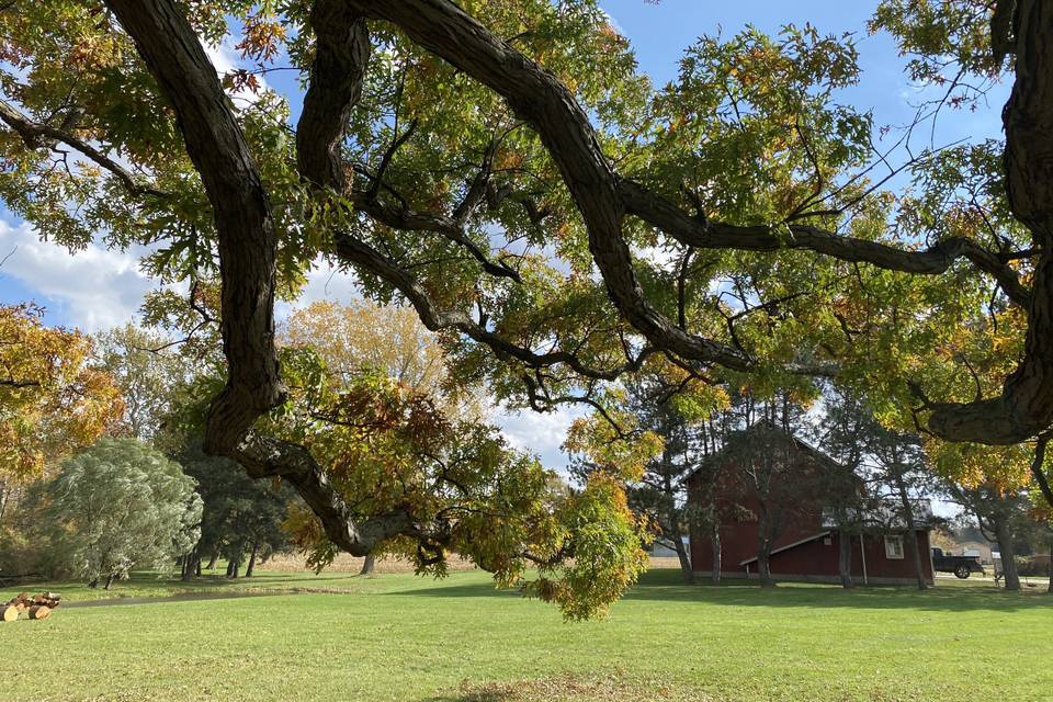 The Oak at Millsite Farm