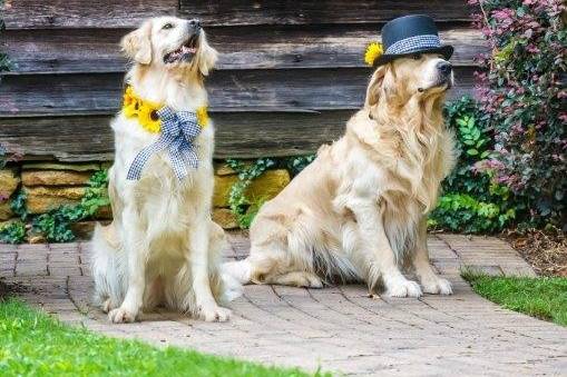 Wedding dogs