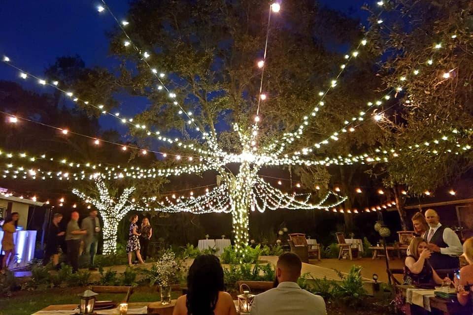 Canopy of twinkle lights