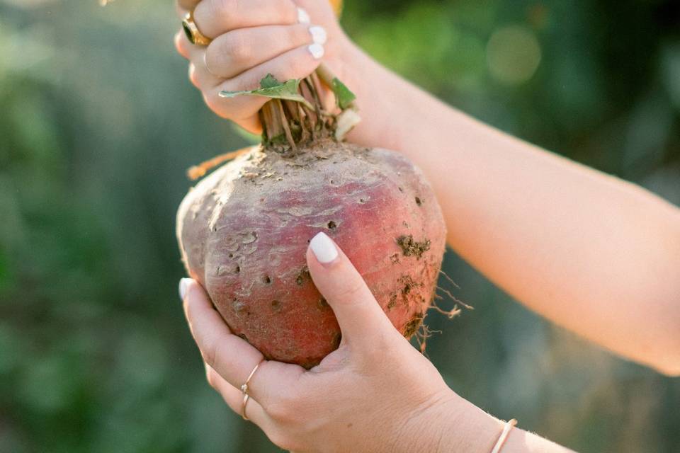 Beet straight from Garden