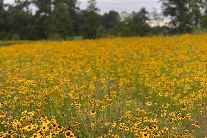 Our wildflowers