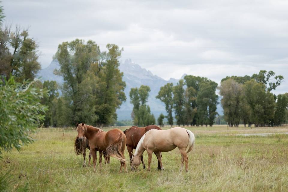 Snake River Ranch