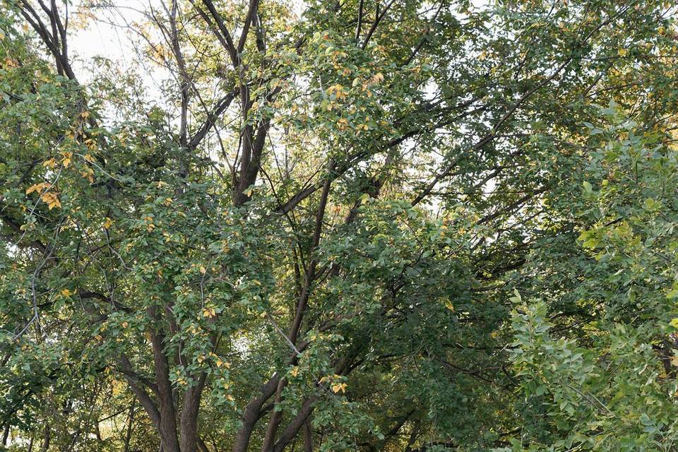Nature Pathways