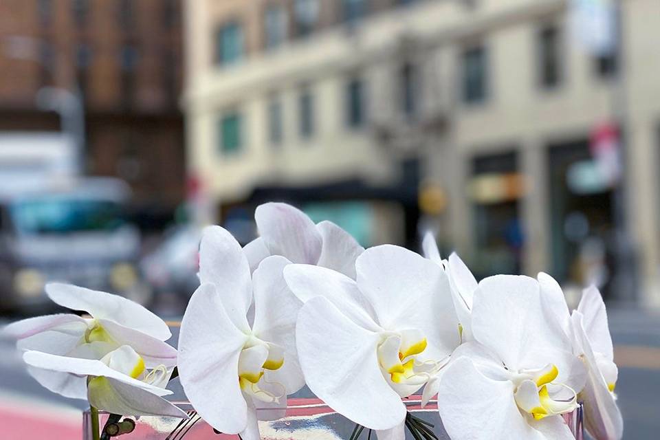 Phalaenopsis centerpiece