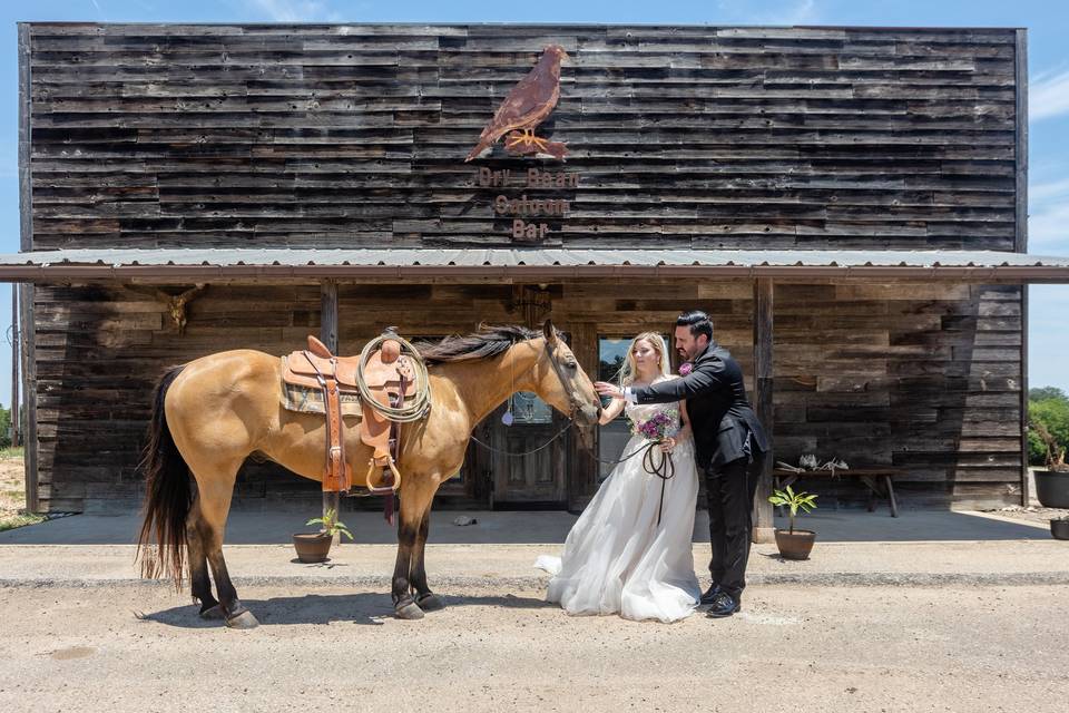 Saloon Horse