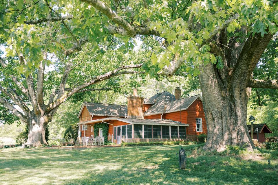 Oak tree canopy