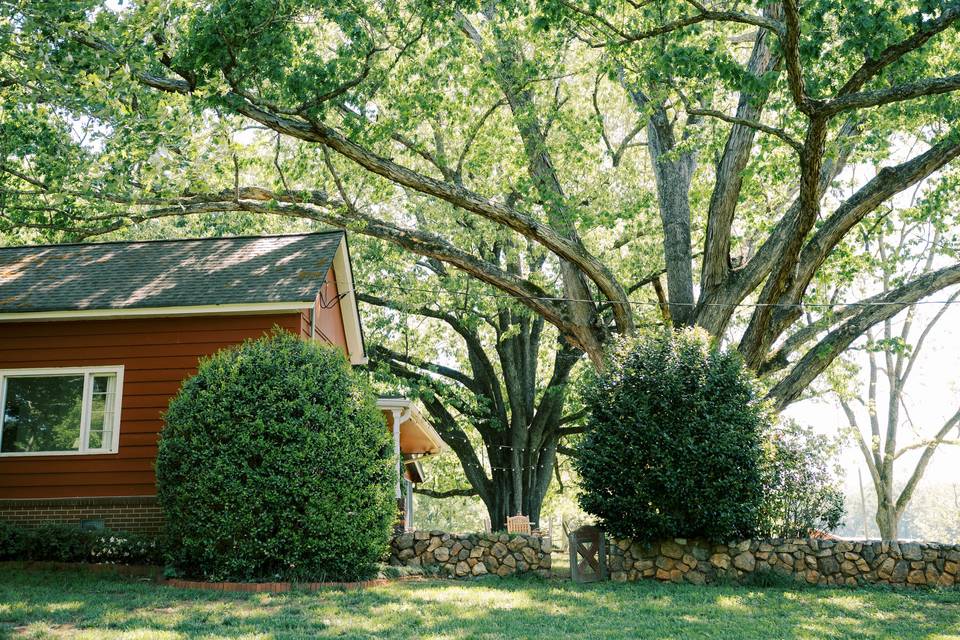 Hundred year old oak trees in