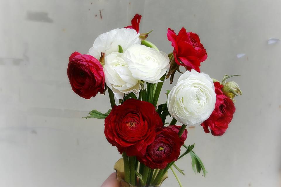 Ranunculus (Available Spring)