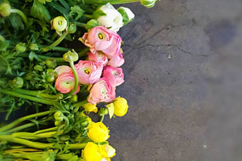 Ranunculus (Available Spring)