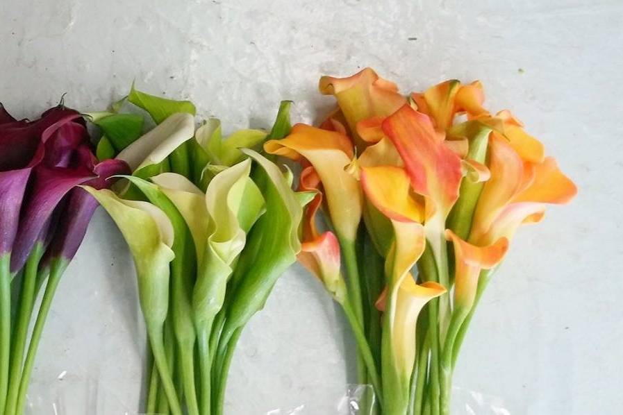 Mini Calla Lilies (Available Year Round)