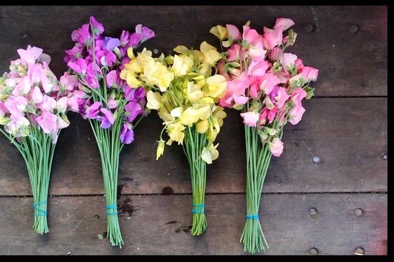 Sweet Pea's (Available Spring)