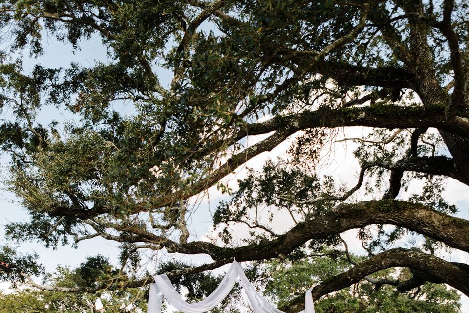 Under the Golden Oaks