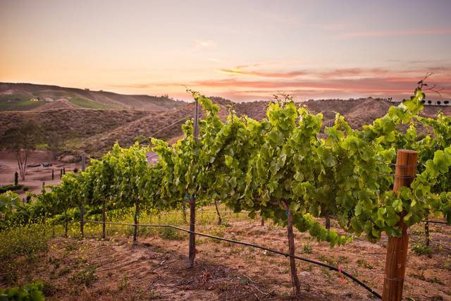Gershon Bachus Vintners