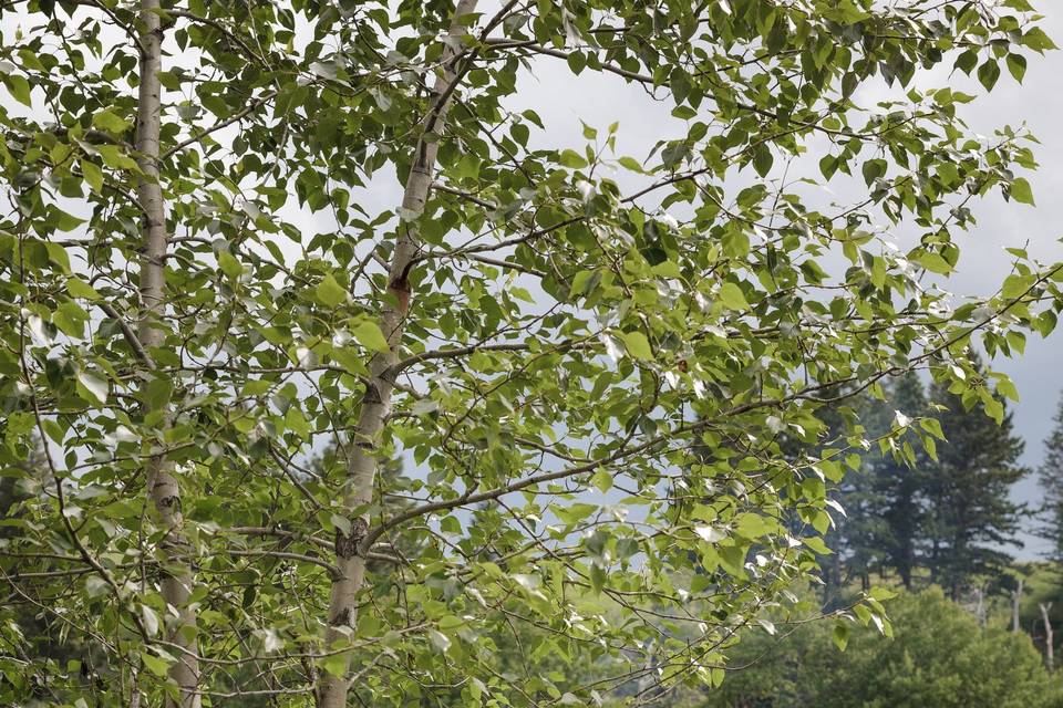 Tree Groves at Bodhi Farms